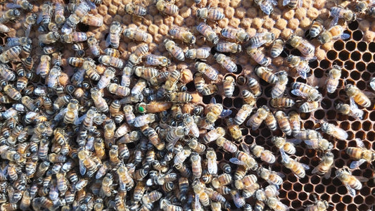 Une relation sans stress avec nos abeilles !