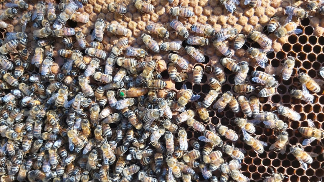 Une relation sans stress avec les abeilles !