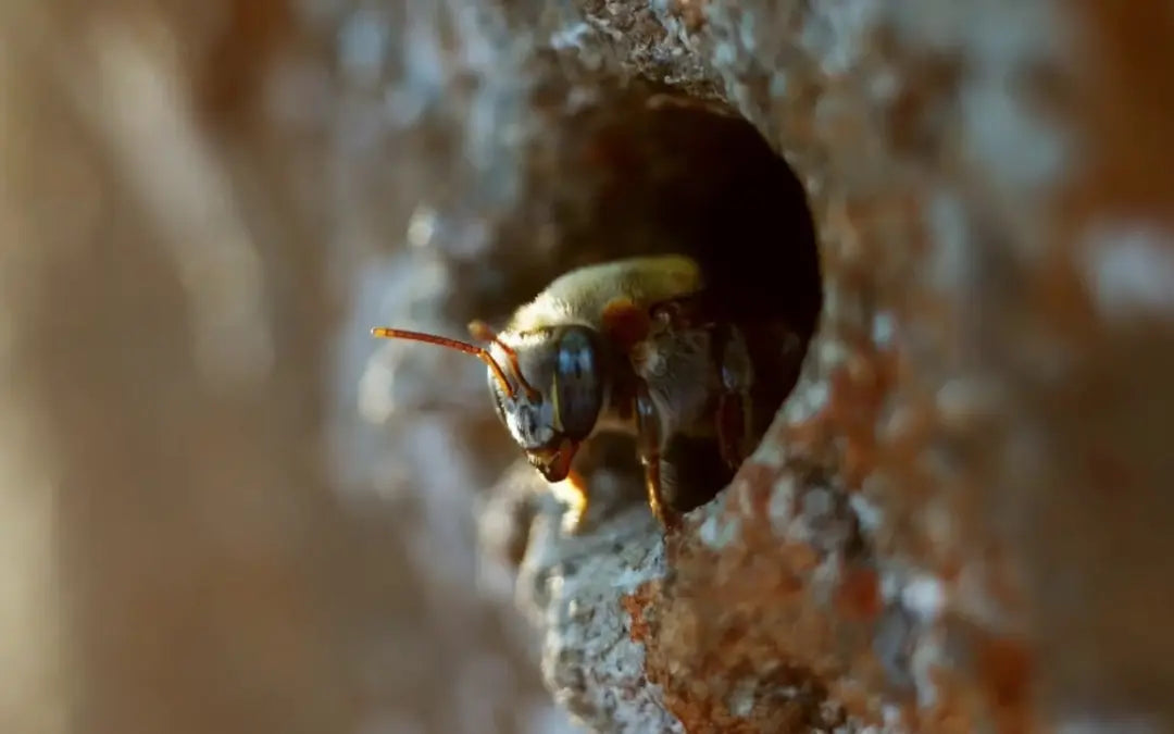L'ABEILLE SACRÉE DES MAYAS: l'abeille Mélipone